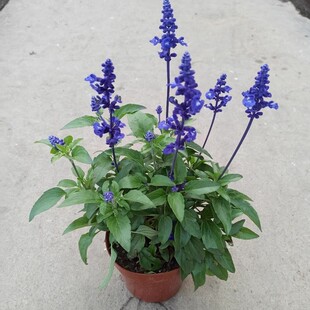 ������β������һ���{޹�²ݶ������׻����Ի���ͥԺ�̨����ֲ��