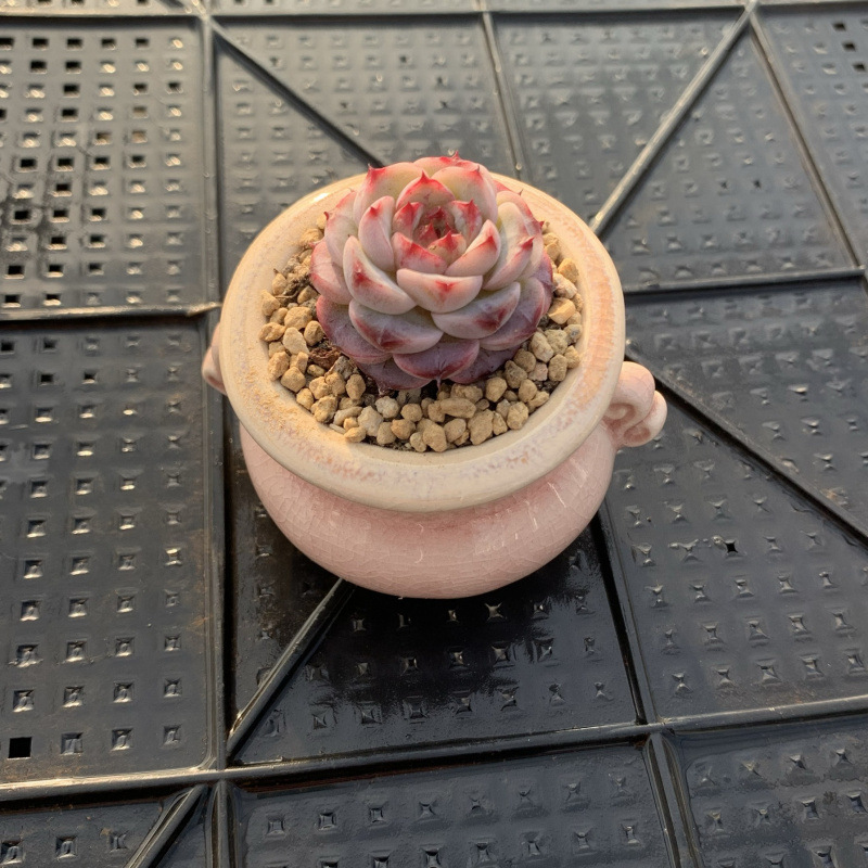 小さな多肉植物、超かわいい、貴重で希少な親指鉢、ミニ鉢植え、鉢付き多肉植物鉢植え、小さな古い支柱|undefined