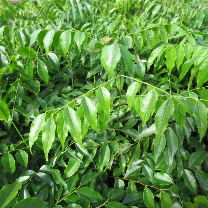 基地批发格木杯苗别墅庭院绿植带土发货观赏绿植