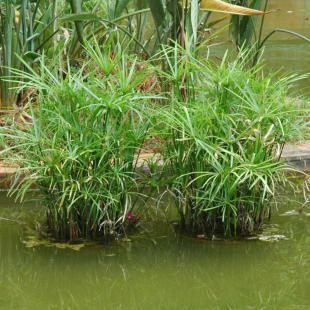 Water bamboo potted parachute grass windmill grass indoor and outdoor aquatic plants pool landscaping grass evergreen all seasons
