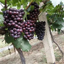 ���ј���ꖹ�õ��޷����ָ�{��ʯ����������ٷNֲ�ͺ��ʺ�o��