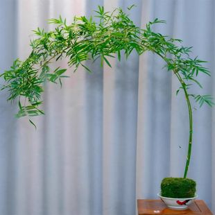 �҃Ⱥ��B��������Gֲ���ԸߗU�tͥԺ�쾰�ļ��h֦�^����