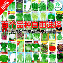一件代发蔬菜种子四季适播种孑小葱香菜菠菜上海青家庭阳台盆栽小