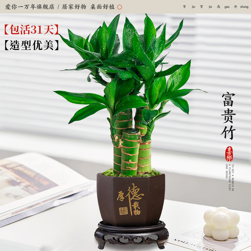 행운죽 3개 + 육각형 덕재 + 원형 베이스 (포장석 + 영양액 포함)