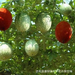 ���羳��؛�����V�N�� ���ϷN�� Ұ���J�N�� ���ٹ��V�� �컨����