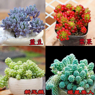 Succulent Wholesale Plant New Product Prosperous House Combination Package Succulent Flowers Easy to Grow Indoor Potted Plants Small Potted Plants