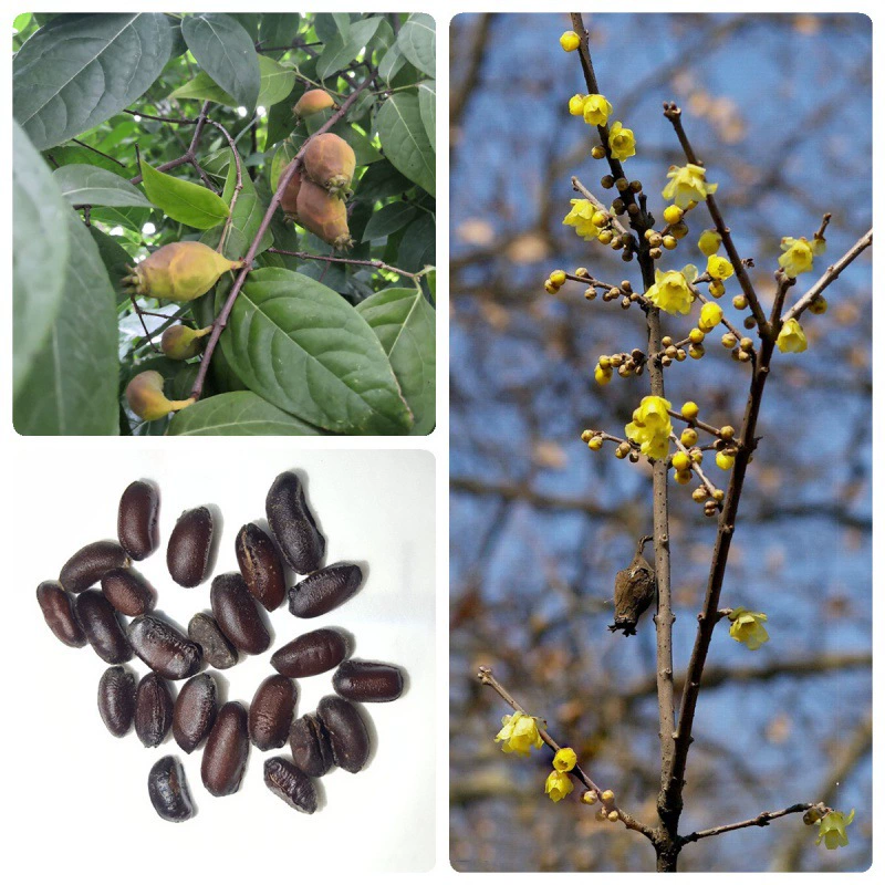 Семена химонантуса Равнина Семена химонантуса Семена сливы Кротон Семена Цветы Лесные Семена Four Seasons Courtyard