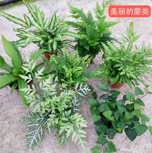 Wolf Tail Fern, Marshmallow Fern, Lace Fern, Rainbow Fern, Red Cover Scaly Fern, Fern Plant, Cold-Resistant Flower Mirror Plant