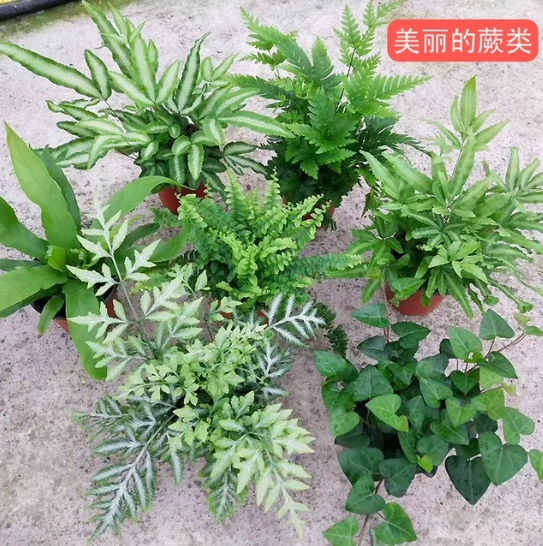 Волчий хвост папоротник зефир папоротник кружевной папоротник радужный