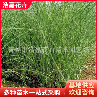 Aquatic Plants Ornamental Grassland Fine-Leafed Awn Mosaic Awn Engineering Greening Seedlings Wholesale