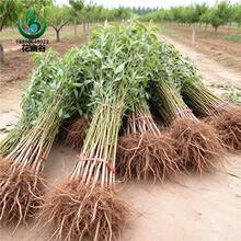 毛桃树树苗山桃树苗嫁接钻木野生桃树原生桃树苗实生桃树苗可嫁接