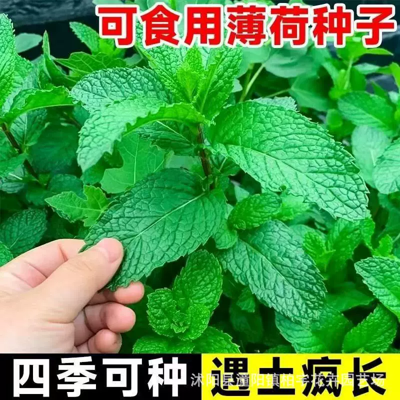 Семена мяты для отпугивания комаров, съедобная мята, семена мяты, семена лимонной мяты, комнатная мята в горшках для балкона