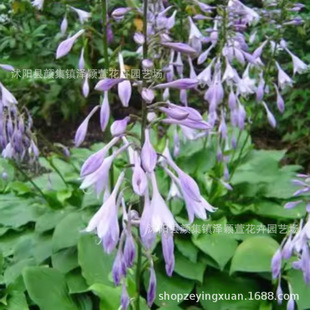 ���������ϻ��������׻����� �����G���ݻ������������_���׳ɻ�