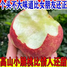 【高山小脆桃】爆甜小脆桃子脆甜多汁非水蜜桃雪桃新鲜水果一整箱