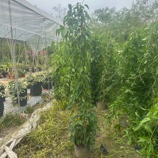 Fujian Firecracker Flower Climbing Plant, Guangdong Carthamus Plant, the First Choice for Highway Slope Protection Plant and Wall Climbing Plant
