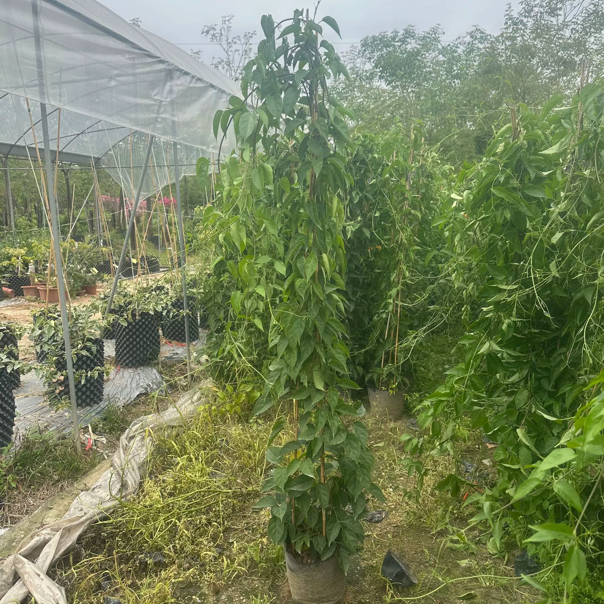 Плющ «Фейерверк Фуцзянь», растение Картахус Гуандун, первое предложение для защиты склонов автомагистралей и растений, вьющихся по стенам.