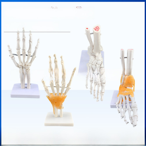 Human knee joint model shoulder joint elbow joint hand joint foot joint hip joint natural large bone model