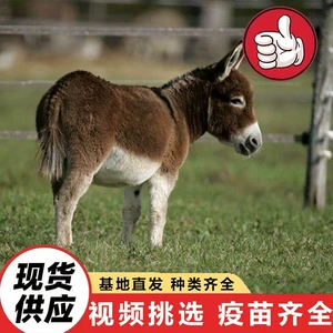 [景区观赏拍照互动毛驴 改良毛驴价格出售宠物迷你小毛驴活体]