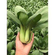 ߲˷NӴȫͥNֲ˴ײļN̨~Ϻ˷N