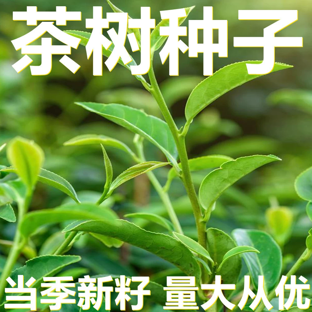 Семена чайного дерева 250-500г в мешках оптом, прямые поставки с места происхождения, сезонные новые семена, семена дворовых цветов