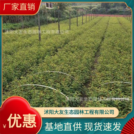 Желтая роза с шипами Базовая оптовая продажа сортов собственного производства в комплекте с живописным ландшафтом Зеленые саженцы