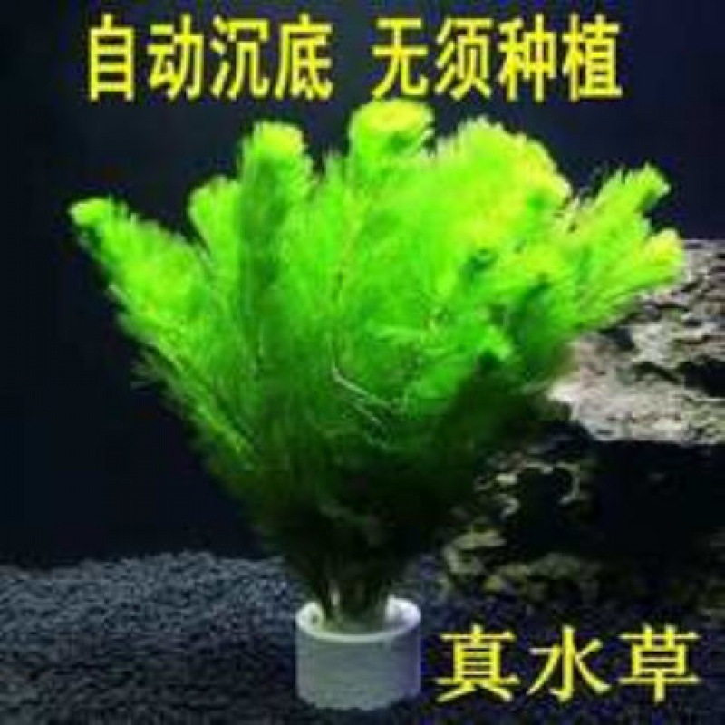 [Water][True water]Botany Green chrysanthemum fish tank Landscaping decorate Aquatic herb Fertilizer 13