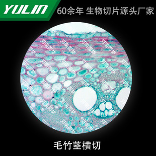 Cotton Stem Tip Microbial Specimen Microscope Biological Slice High School Teaching Experimental Instrument Scientific Research Slide