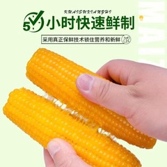东北黄糯玉米棒220g10支真空装黄苞米现摘新鲜甜玉米粗粮厂家批发