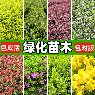 �G����ľ�t�~ʯ骼t���^ľӭ����ë���N������S���ľ�ͺ�������