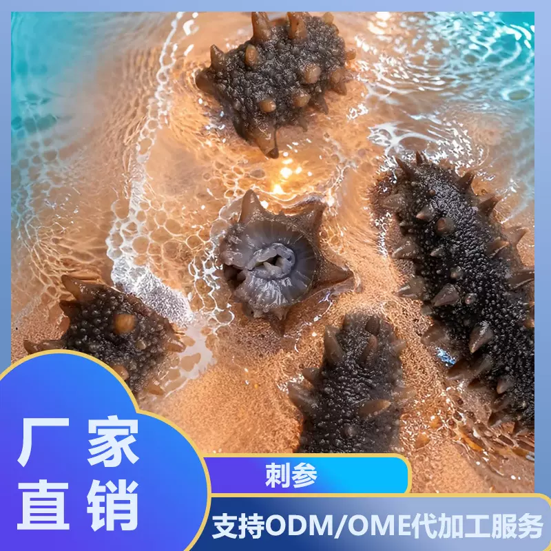 海品福海参加热即食500g刺参节日送礼开袋加热即食辽刺参鲜活海参