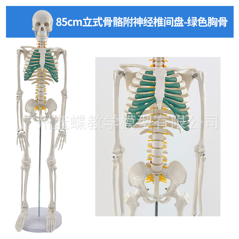 85CM���弡������ṹ�ʹ�ȫ���Ǽ�ģ�Ϳɲ�ж��׵�٤С������