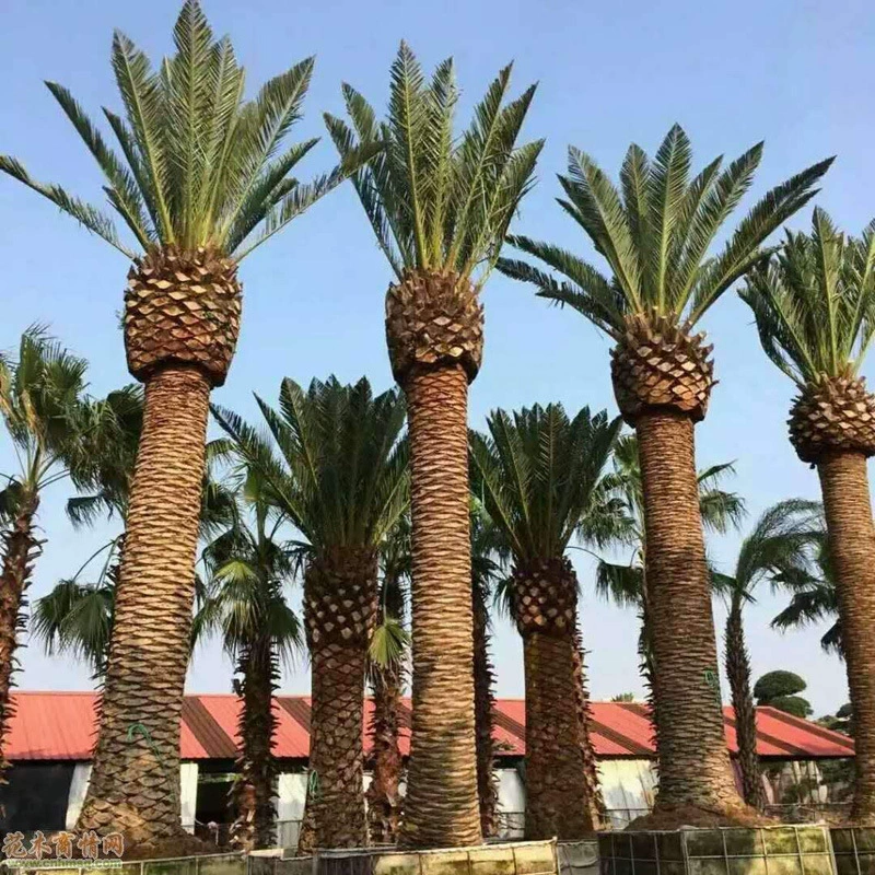 Недавно собранные Оптовые семена лесных деревьев Канарские водоросли длиннолистные колючие семена подсолнечника орех бетеля бамбук проект озеленение саженцев