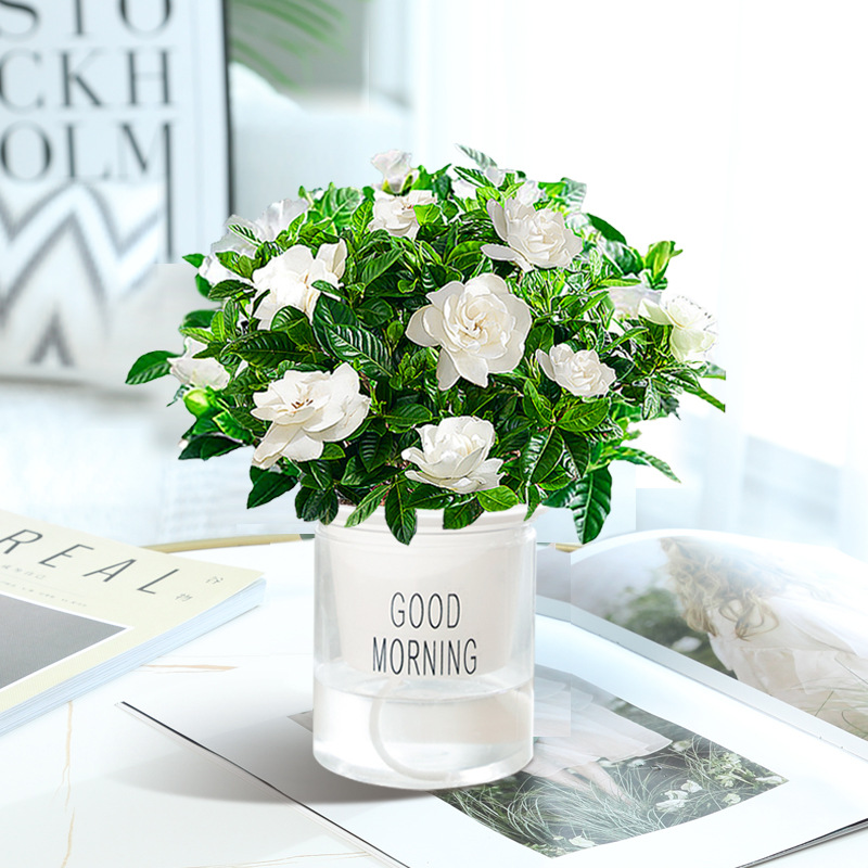 치자나무 [굿모닝팟] + 영양액