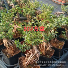 骆驼榆树禅意盆景迷你mini小微型掌中宝老桩提根造型小叶榆树盆栽