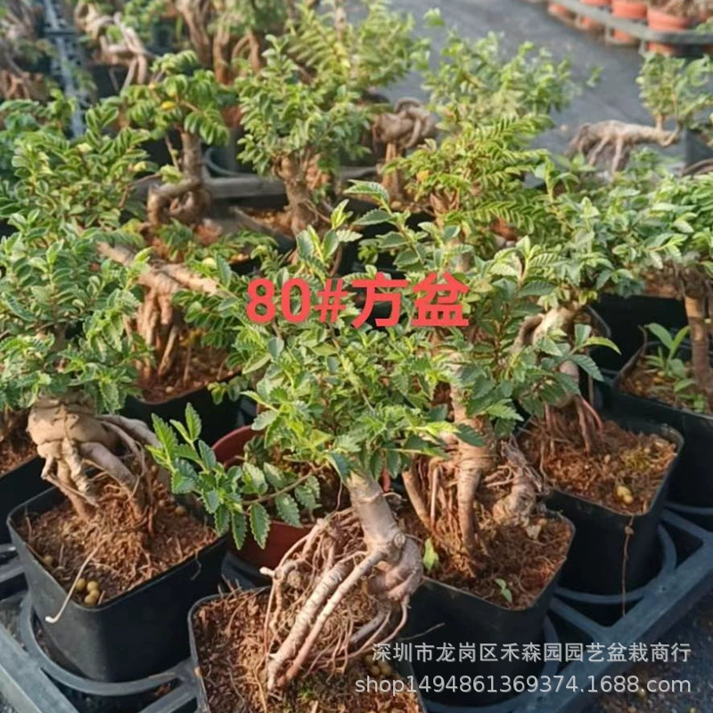 Верблюд вяз дзен бонсай мини миниатюрная Пальма Чжунбао старый ворс опрокидывающийся корень форма маленький лист вяз бонсай