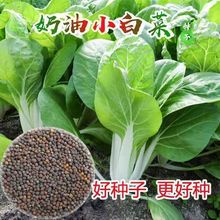 四季奶油小白菜种子小青菜籽 阳台种菜家庭盆栽蔬菜种子蔬菜种籽