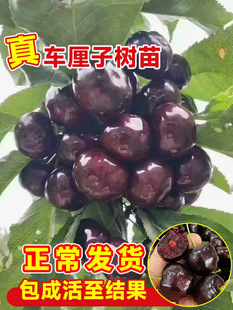 ��Ʒ�N���Ҙ��m���AС����������܇���Ә����Ϸ������Nֲ�����Ҙ�