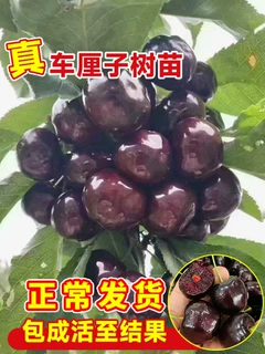 老品种樱桃树苖中华小樱桃苗盆栽车厘子树苗南方北方种植土樱桃树