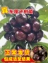 北方中华盆栽车厘子樱桃苗