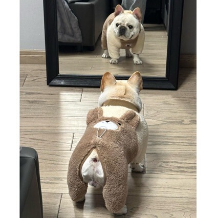 Autumn and Winter French Bulldog Plush Pajamas Pet Dog Clothes Teddy Corgi British Bulldog Fat Dog Warm Clothes