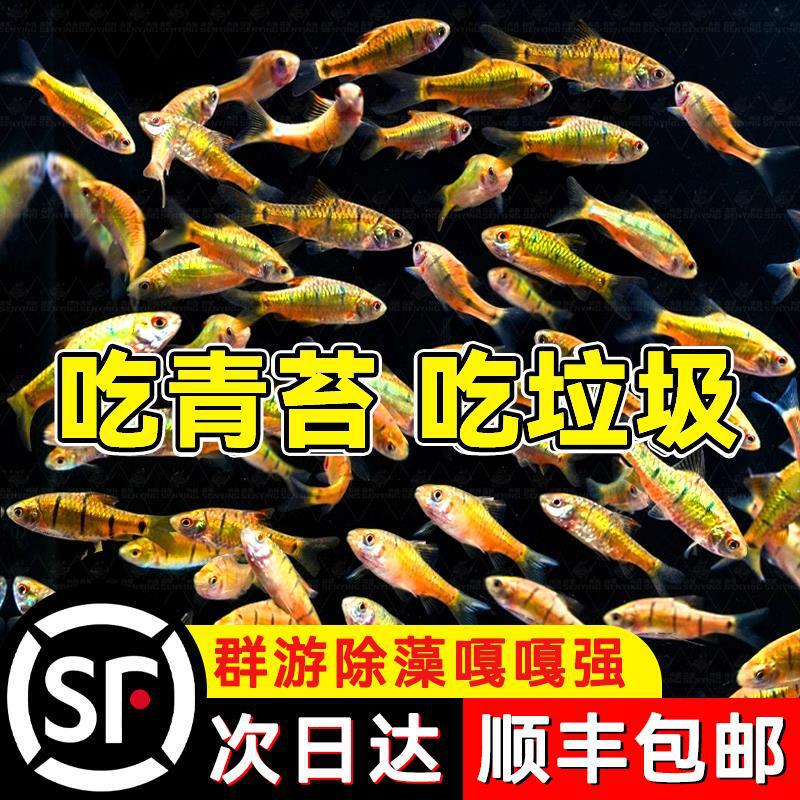 Mini Fish Tank Cleaner, Cold Water Cleaner, Goldfish Tank Cleaner, Cold Water Resistant Fish, Native Fish Tool, Rat Fish