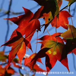 �a��ֱ�N �L���G����ľ���Ǘ�����r�������ʺ������Ǘ���Ǘ�