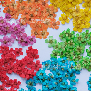 Pearl plum flower dried flower small daffodils nail art makeup decals hand-made drop glue embossed ins flower makeup wholesale photo frame