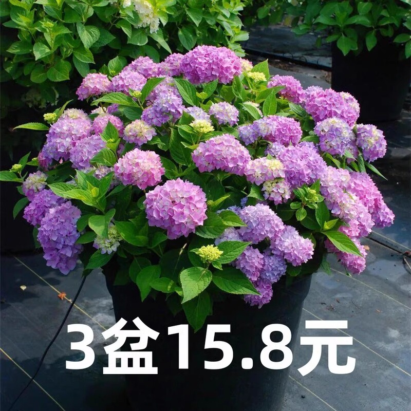 Hydrangea Seedlings Are Endless Summer Blooming Plants That Are Easy to Grow. Wholesale Potted Flower Plants That Bloom All Year Round Are Easy to Grow Indoors