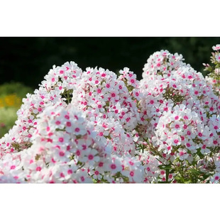 Mixed Color Phlox Seeds Planting Creeping Ground-cover Popstars Phlox Creeping Carpet Plants