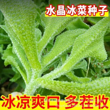 水晶冰菜种子四季阳台盆栽原装冰草种子养生特色有机栽培蔬菜种子