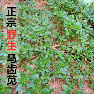 Authentic Wild Edible Purslane Seeds, Purslane Seeds, Sunflower Wild Vegetables, Balcony Garden Potted Vegetable Seeds