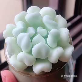 丘比特多肉高颜值女王多肉特玉莲红蜻蜓客厅阳台花卉宿舍盆栽