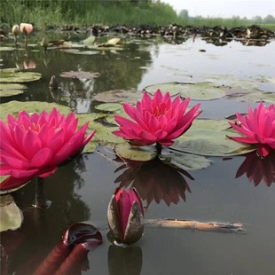 Large Water Lily Root Block Pond Water Culture Plant Flower Potted Water Lily Seedlings with Buds All Year Round Water Culture Lotus