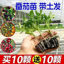 ɳȿ��Ʒ�N���_��˹�������玧��������t��